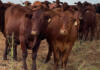 Government scraps KZN FMD management area after years of pressure