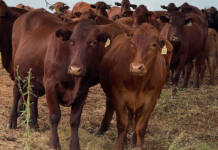 Government scraps KZN FMD management area after years of pressure