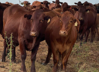 Government scraps KZN FMD management area after years of pressure