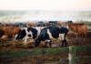 More than just milk: the story behind every glass of Nestlé Nespray