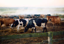 More than just milk: the story behind every glass of Nestlé Nespray