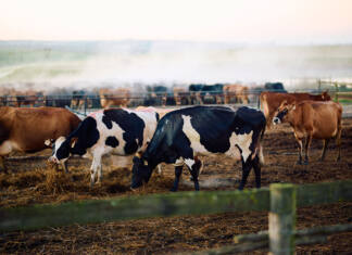 More than just milk: the story behind every glass of Nestlé Nespray