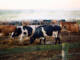 More than just milk: the story behind every glass of Nestlé Nespray