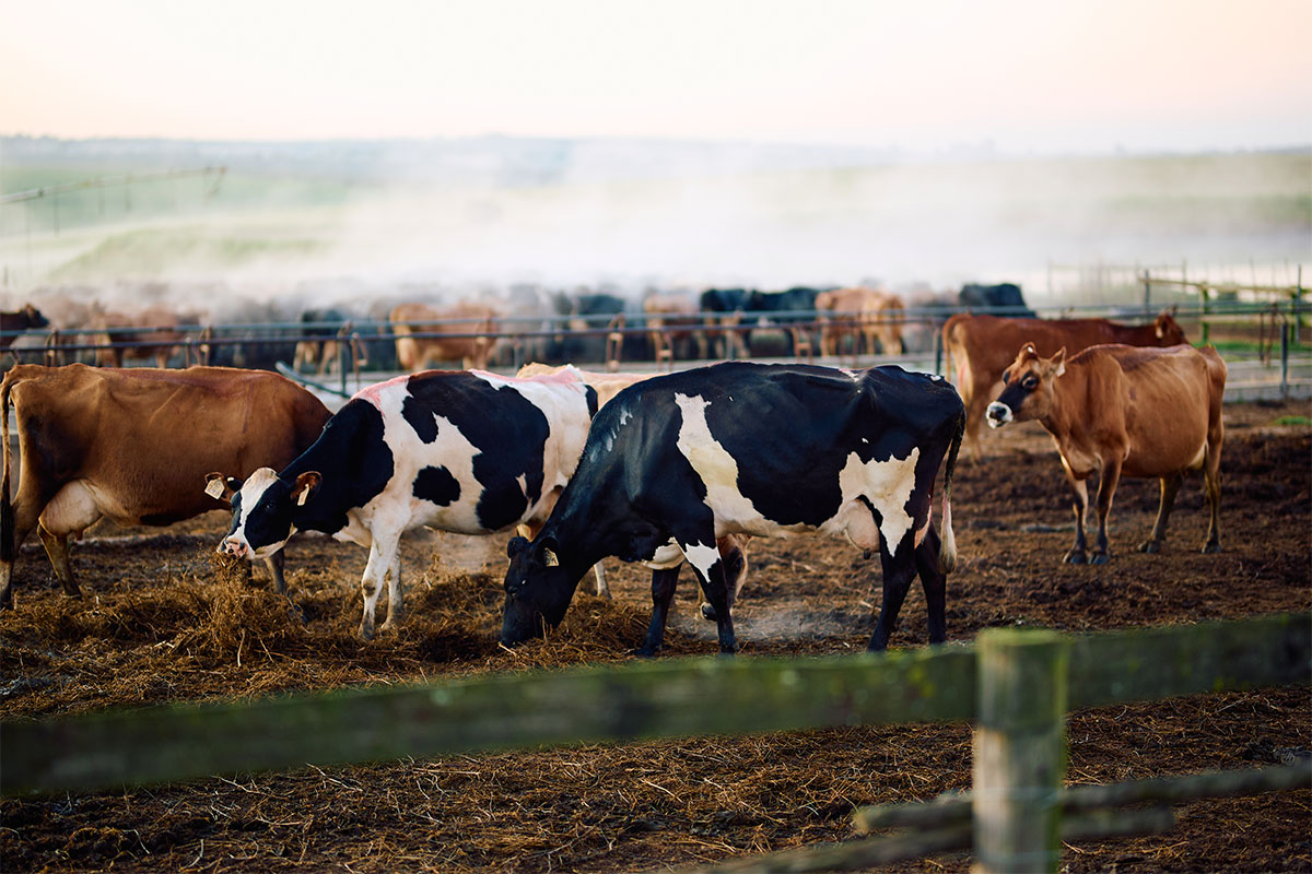 More than just milk: the story behind every glass of Nestlé Nespray