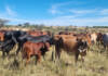 Zimbabwe reopens border to cloven-hoofed animals from the Western Cape