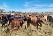 Zimbabwe reopens border to cloven-hoofed animals from the Western Cape