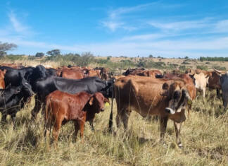 Zimbabwe reopens border to cloven-hoofed animals from the Western Cape