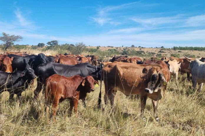 Zimbabwe reopens border to cloven-hoofed animals from the Western Cape