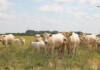 Why the South African Charolais is called the ‘weaner calf king’