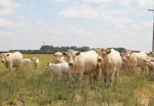 Why the South African Charolais is called the ‘weaner calf king’