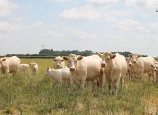 Why the South African Charolais is called the ‘weaner calf king’