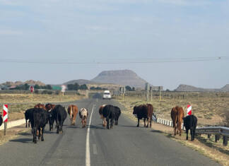 FMD hits vaccinated KZN dairy herds as rollout comes under fire