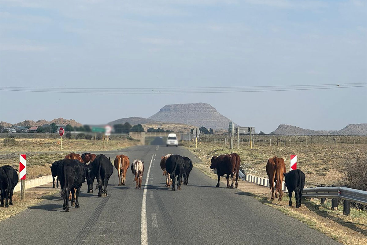 FMD hits vaccinated KZN dairy herds as rollout comes under fire