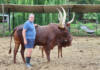 Horns, heritage, and hardiness: Ankole cattle are turning heads in Limpopo