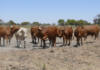 FMD crisis forces rethink of SA biosecurity system in Nampo discussion