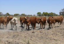 FMD crisis forces rethink of SA biosecurity system in Nampo discussion