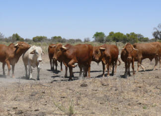 FMD crisis forces rethink of SA biosecurity system in Nampo discussion