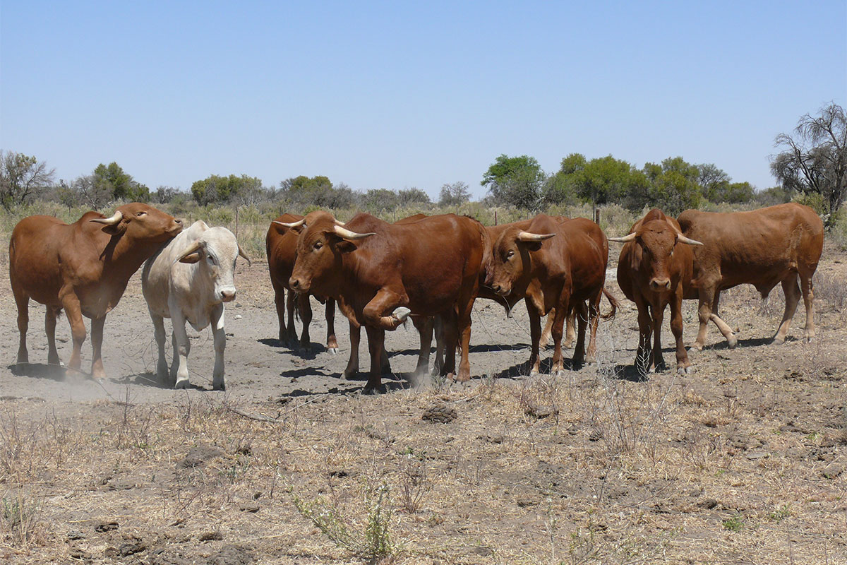 FMD crisis forces rethink of SA biosecurity system in Nampo discussion