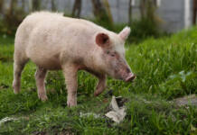 Pig mortalities in Gqeberha raise wider biosecurity concerns