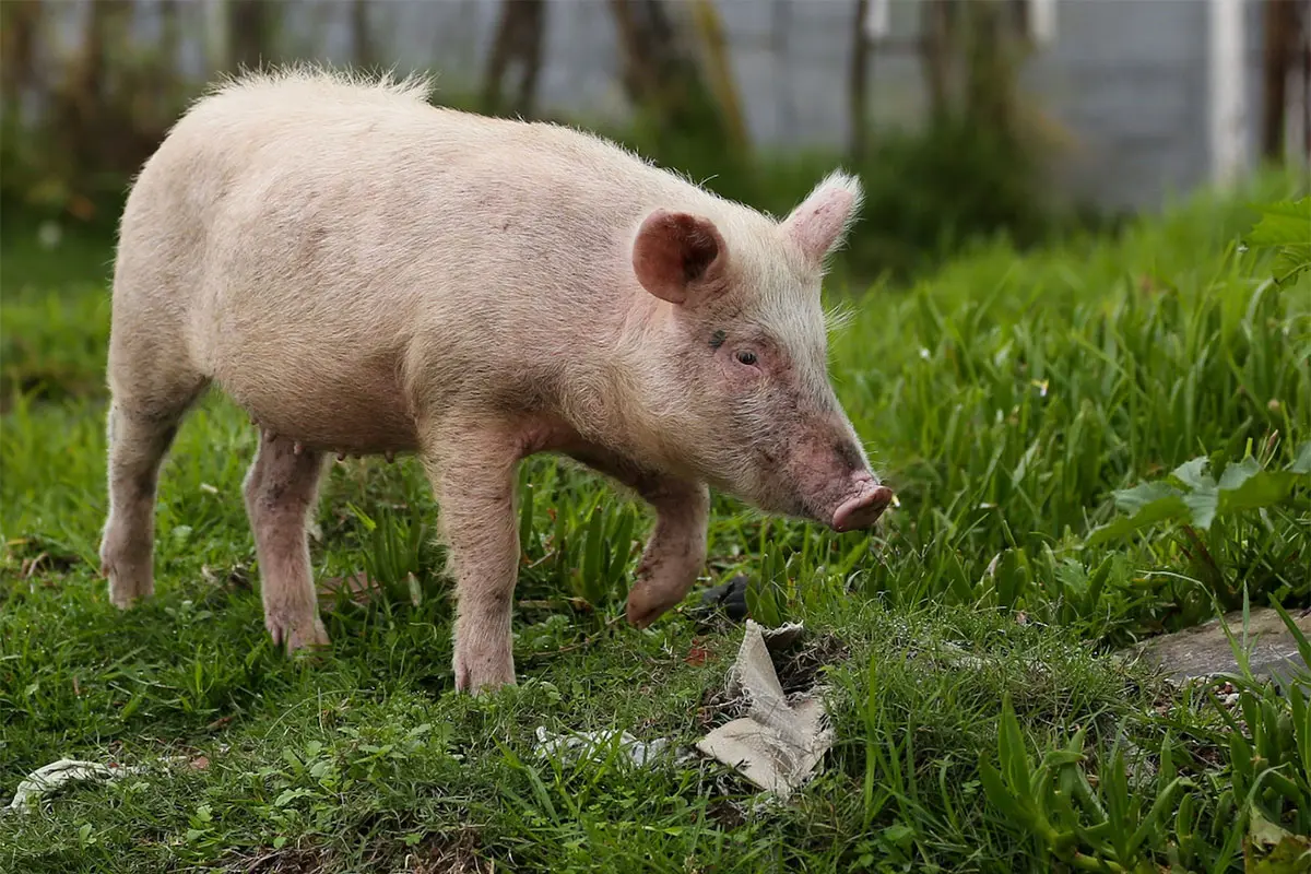 Pig mortalities in Gqeberha raise wider biosecurity concerns