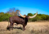 Living art on the veld: Ankole cattle are thriving at Goats Window