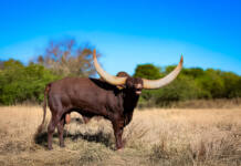 Living art on the veld: Ankole cattle are thriving at Goats Window