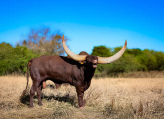 Living art on the veld: Ankole cattle are thriving at Goats Window