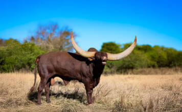 Living art on the veld: Ankole cattle are thriving at Goats Window