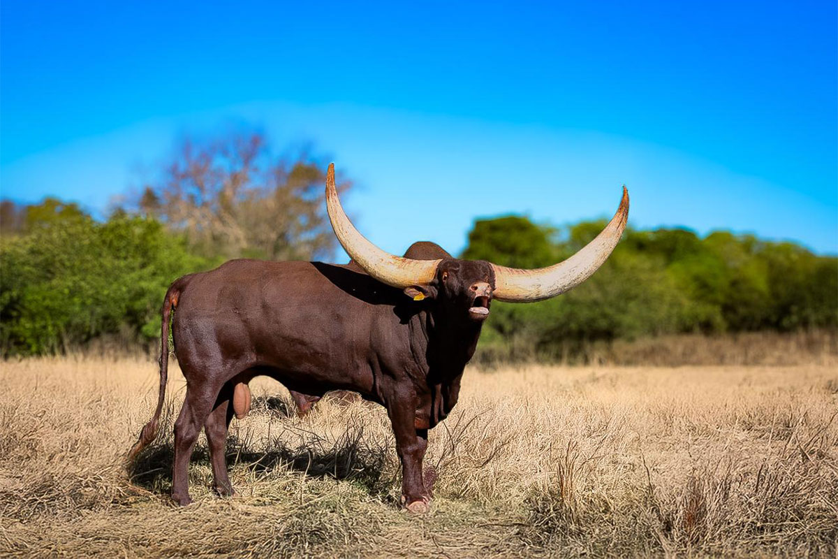 Living art on the veld: Ankole cattle are thriving at Goats Window
