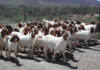 Study to examine impact of stock theft on farmers