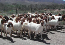 Study to examine impact of stock theft on farmers