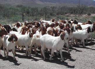 Study to examine impact of stock theft on farmers