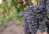 Local wine industry shifts focus to premium growth