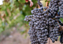 Local wine industry shifts focus to premium growth