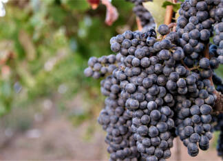 Local wine industry shifts focus to premium growth