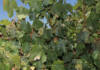 High stock levels, weak demand put SA wine industry under pressure wine grapes