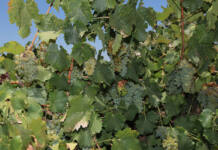 High stock levels, weak demand put SA wine industry under pressure wine grapes
