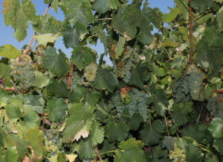 wine grapes