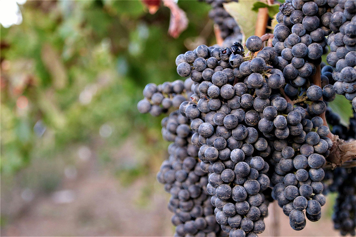 Local wine industry shifts focus to premium growth