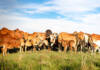 Adaptability from the ground up: Green Valley Boran #changingperceptions