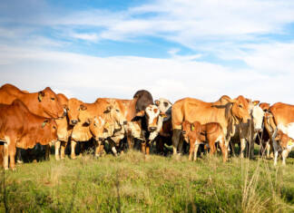 Adaptability from the ground up: Green Valley Boran #changingperceptions