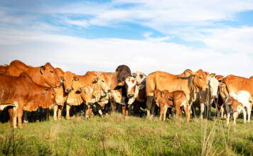 Adaptability from the ground up: Green Valley Boran #changingperceptions