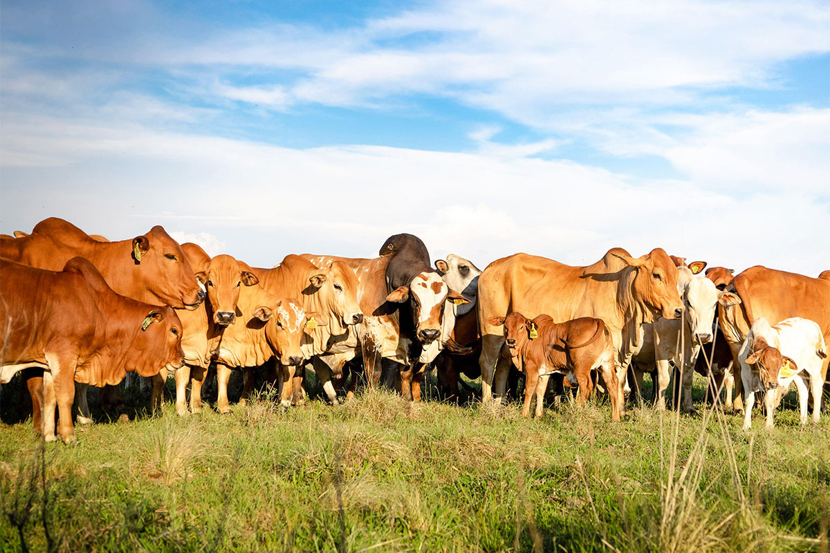 Adaptability from the ground up: Green Valley Boran #changingperceptions