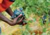 Man vs machine which works best in SA’s farming sector?