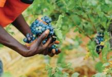Man vs machine which works best in SA’s farming sector?