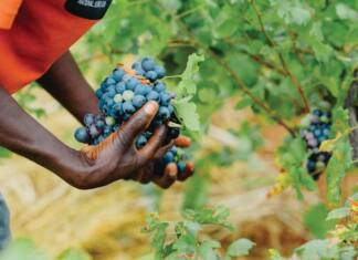 Man vs machine which works best in SA’s farming sector?