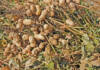 Holistic management keeps groundnut diseases at bay