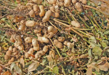 Holistic management keeps groundnut diseases at bay