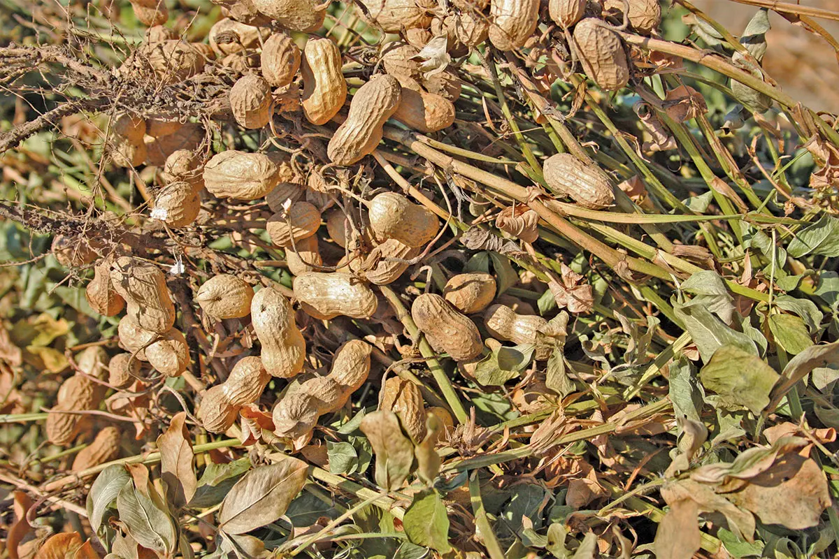 Holistic management keeps groundnut diseases at bay