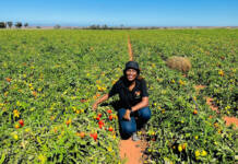 Strengthening Africa’s fresh produce supply chains